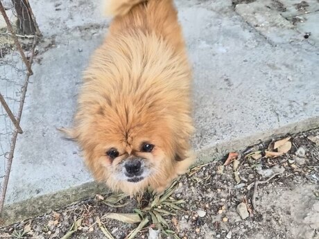 Pekines 