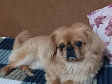 Pekines 