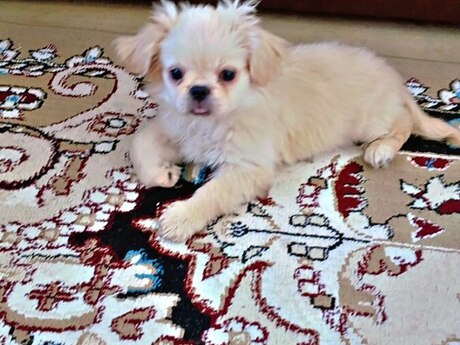 Pekines balası