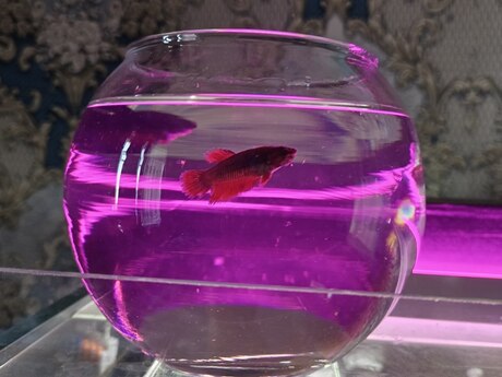 Betta balıqları