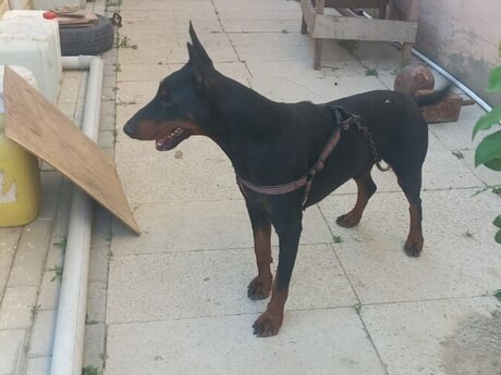 Doberman (cütləşdirmək üçün)