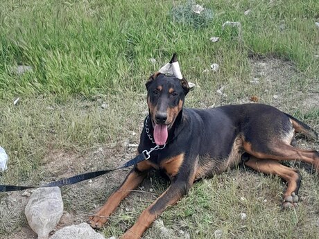 Doberman 