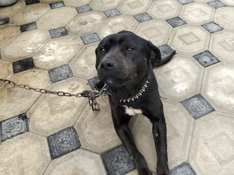 Pitbul Pitbul