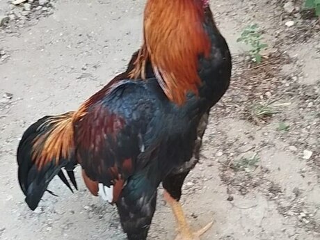 Heyratı xoruz Heyratı xoruz
