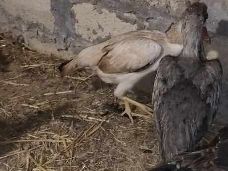 Heyratı fərələri Heyratı fərələri