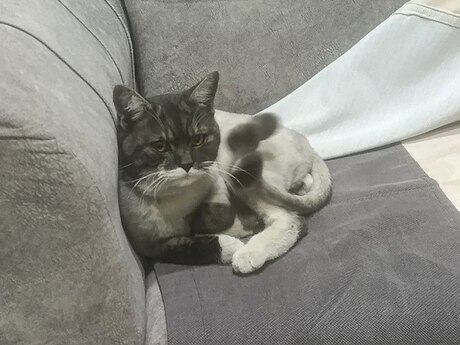 Pişik tapılıb