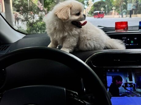Pekines balası