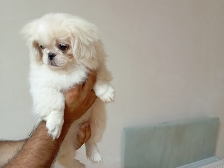 Pekines balası
