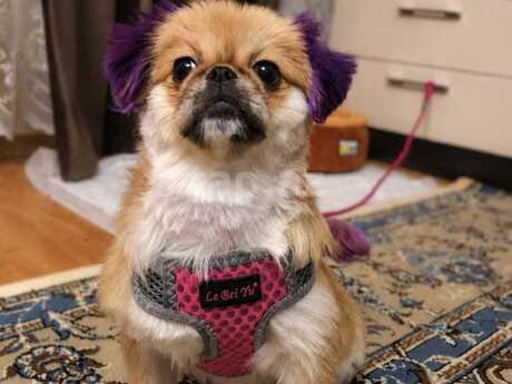 Pekines