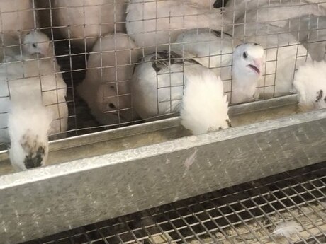 Bildirçinlər Bildirçinlər