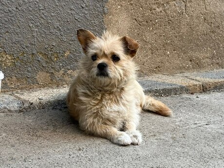 Pekines