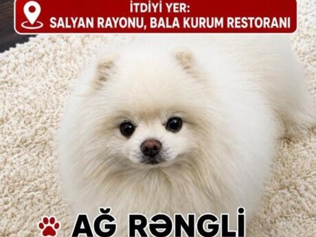 Şpits itib