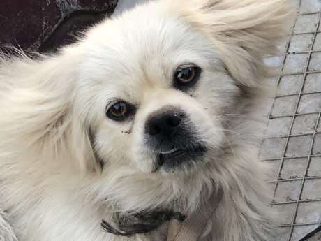 Pekines
