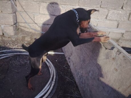 Doberman 