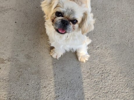 Pekines