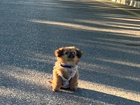 Pekines 