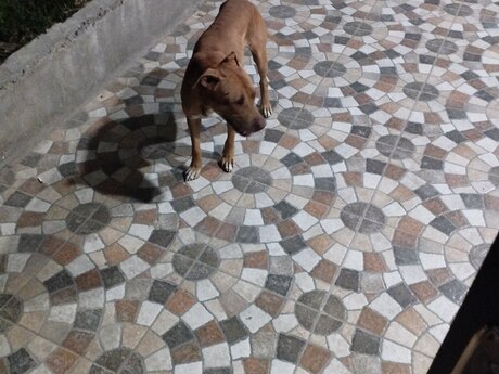 Pitbul Pitbul