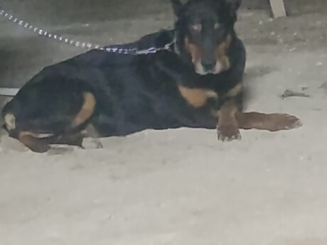 Doberman