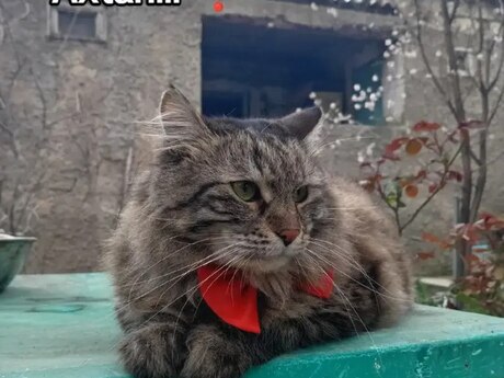 Sibir pişiyi itib