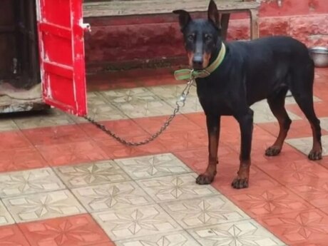 Doberman 