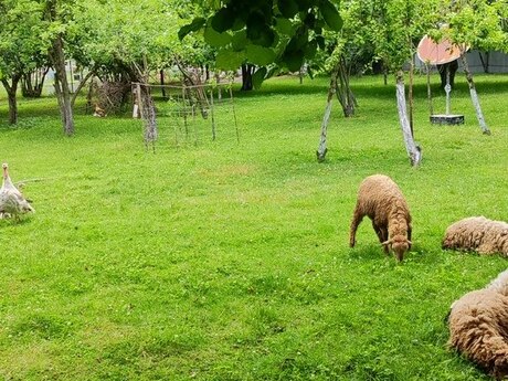 10 sot torpaq sahəsi, Topçu kəndi