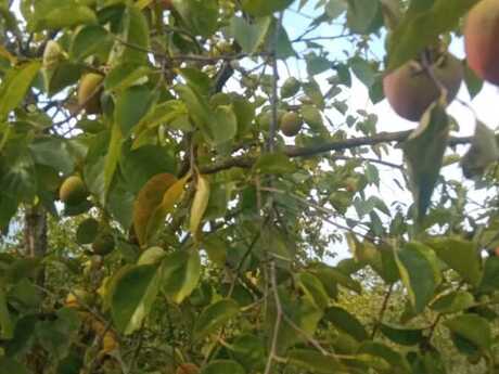 400 sot torpaq sahəsi, Göyçay r.