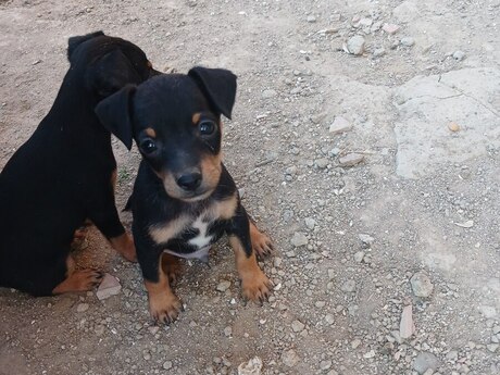 Doberman pinçer