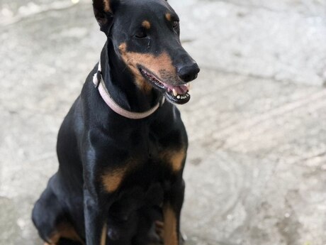 Doberman 