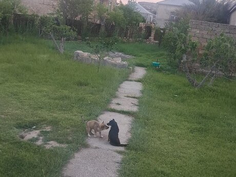 5 sot torpaq sahəsi, Sumqayıt ş.