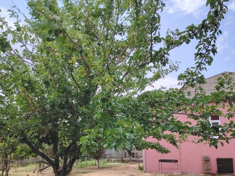 20 Yanvarda 4 otaqlı həyət evi satılır, 180 m², 287 000 AZN, şəkil 3 / 12