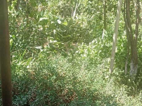 7-room house for sale in Binəqədi, 500 m², 246 000 AZN, photo 4 / 10