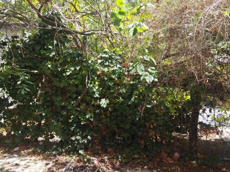 Memar Əcəmidə 2 otaqlı köhnə tikili mənzil kirayə verilir, 36 m², 560 AZN/ay, şəkil 4 / 12