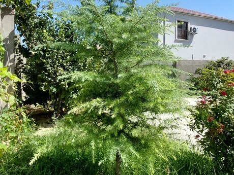 Продаётся 4-комнатный дом, Masazır, 160 м², 155 000 AZN, фото 3 / 12