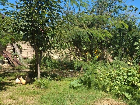 Bakıxanovda 1 otaqlı həyət evi satılır, 50 m², 125 000 AZN, şəkil 2 / 3