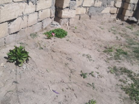 Pirşağıda 3 otaqlı həyət evi satılır, 59 m², 39 000 AZN, şəkil 2 / 12