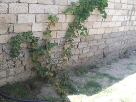 Pirşağıda 3 otaqlı həyət evi satılır, 59 m², 39 000 AZN, şəkil 3 / 12