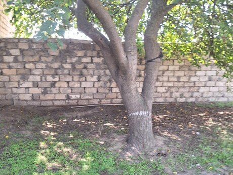 Maştağada 2 otaqlı həyət evi satılır, 60 m², 52 000 AZN, şəkil 5 / 12