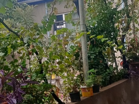 Binəqədidə 3 otaqlı həyət evi satılır, 110 m², 70 000 AZN, şəkil 5 / 5