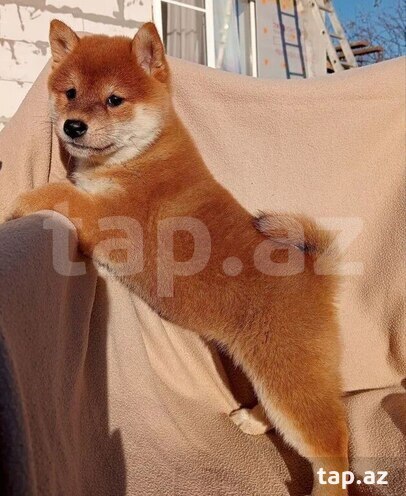 Шиба-ину 2500 AZN — Bakı, Azərbaycan 42832679 —