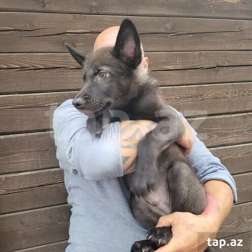 Канадский вольфдог: 4000 AZN — Bakı, Azərbaycan 43051552 —