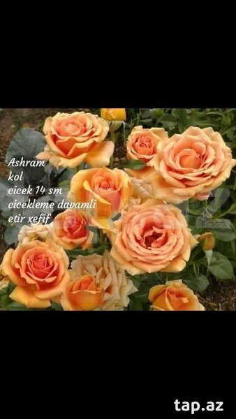 Hibrid Hibrid Gül Ashram Hibrid Hibrid Gül Ashram