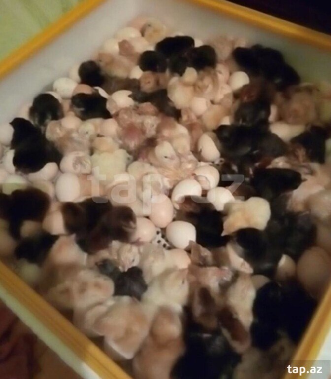İnkubator (9)