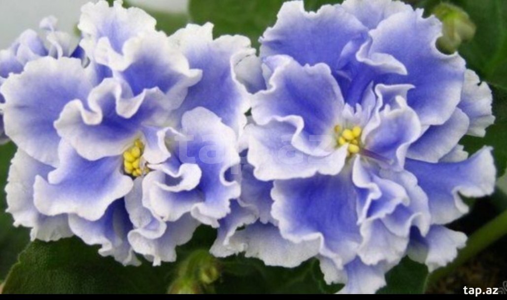 Голубая фиалка сорт. Сорт фиалки голубой туман. Сенполия голубая. Узамбарская фиалка. Голубая фиалка сорт.