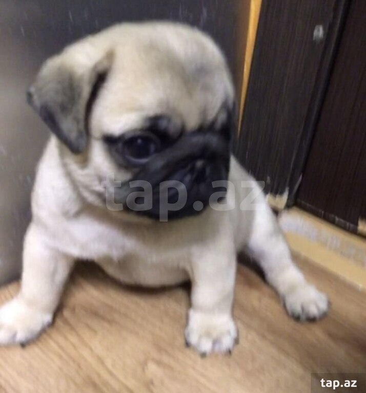 Mops  (2)