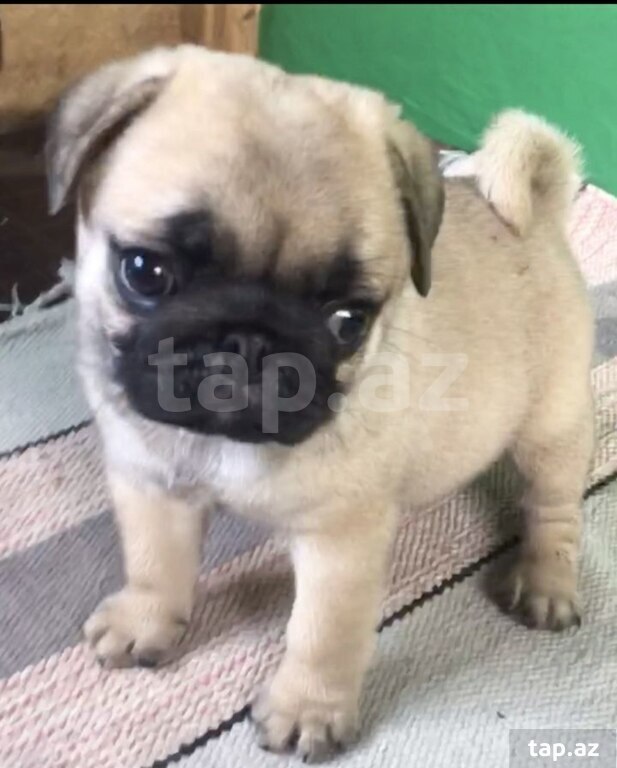 Mops 