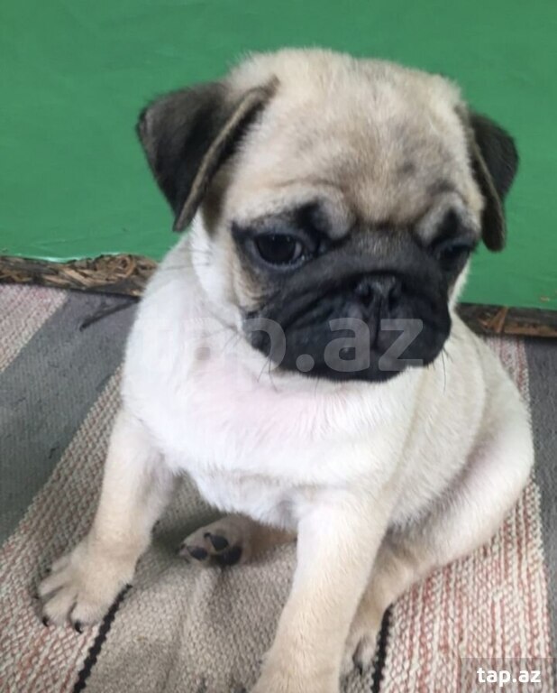 Mops  (5)