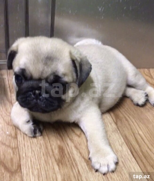 Mops  (6)