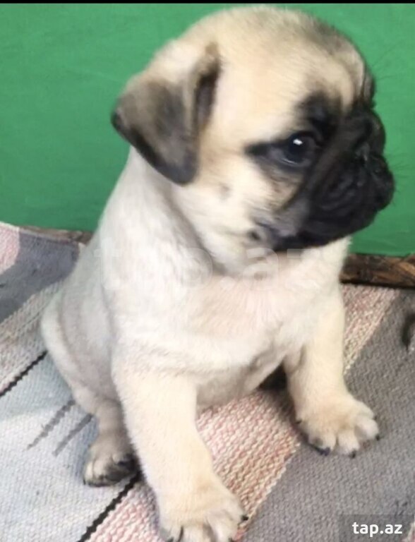 Mops  (4)