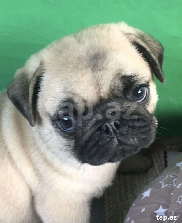 Mops  (3)