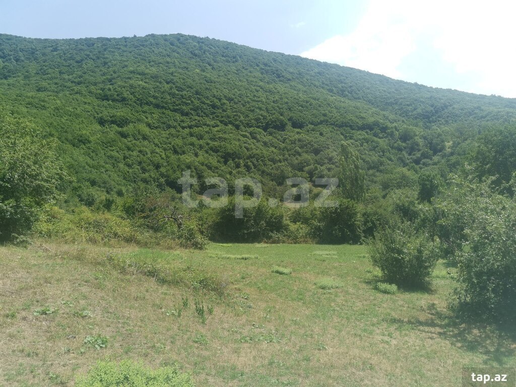 53 sot torpaq sahəsi, Şamaxı r. (13)